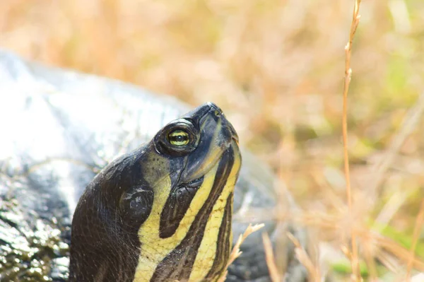 Närbild Sköldpadda Huvud Och Öga Med Selektivt Fokus Förgrunden — Stockfoto