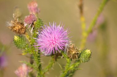 Bulanık arkaplan ile çiçek açmış dikensiz devedikeni yakın plan