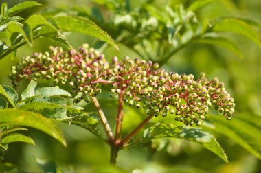 Önplanda seçici odaklı Amerikan yaşlı yeşil tomurcuklara yakın çekim
