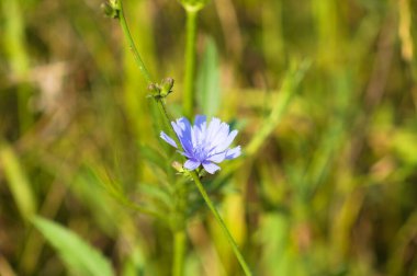 Arkaplanda canlı yeşil bulanık bitkiler olan mavi hindiba çiçeğine yakın plan