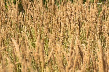 Ön planda seçici bir odak noktası olan altın çalılara yakın plan