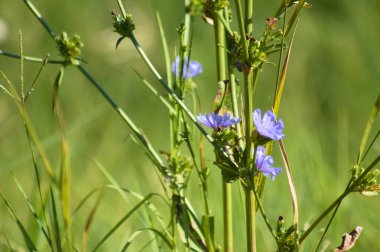 Genel hindiba mavi çiçeğinin yakın plan görüntüsü canlı yeşil bulanık arkaplan