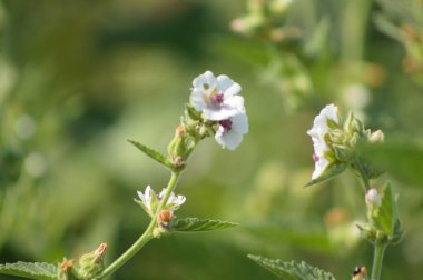 Arka planda bulanık bitkiler ve çiçek açmış marsh mallow yakın çekim