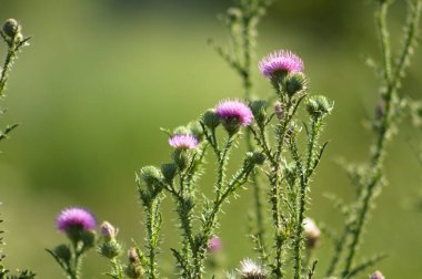 Dikensiz dikensiz devedikeni yakın plan üzerinde yeşil bulanık bitkiler