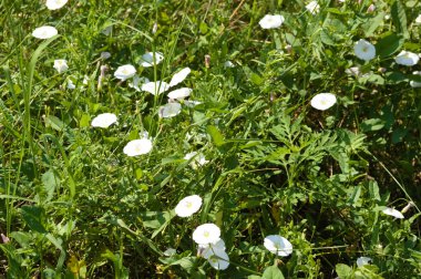 Önplanda seçici odaklı alan bağdaştırıcısının peyzaj görünümü