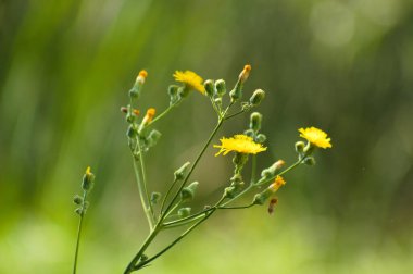 Arkaplanda yeşil bulanık bitkiler olan, çiçek açmış daimi dişi domuzun yakın çekimi