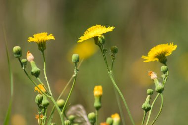 Arka planda bulanık bitkilerle birlikte çiçek açmış daimi dişi domuzun yakın çekimi