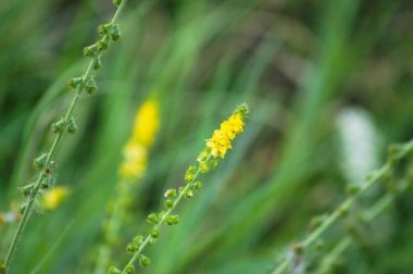 Arka planda yeşil bulanık bitkilerin açtığı yaygın tarıma yakın plan