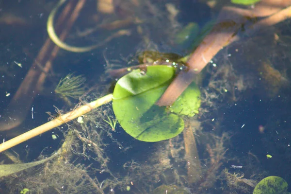 Close Van Waterlelieblad Meer Met Selectieve Focus Voorgrond Andere Algen — Stockfoto