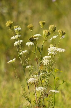 Beyaz havuç çiçekleri ve yaprakların manzarası ön planda seçici bir odak ile