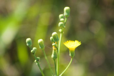 Uzun ömürlü dişi devedikeni yakın plan ve seçici ön plan odaklı tomurcuklar