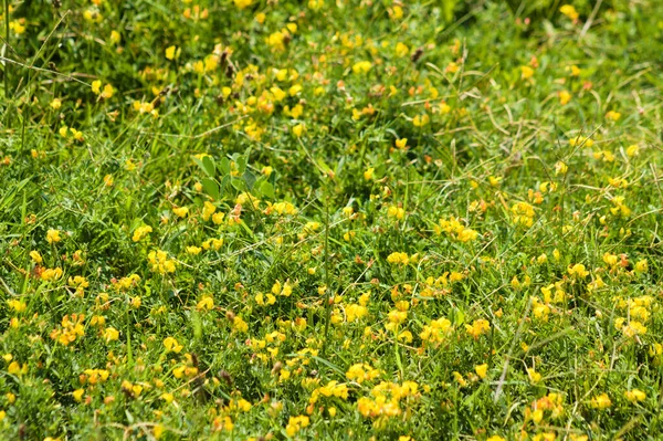 Landscape Yellow Common Bird Foot Trefoil Flowers Leaves Selective Focus — Stock Photo, Image