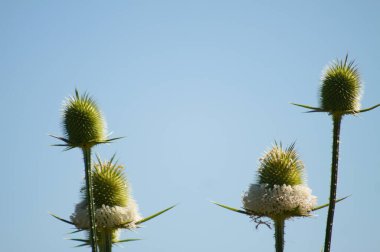 Yeşil yapraklı çay çekirdekleri ve arka planda mavi gökyüzü olan çiçek yakın plan.