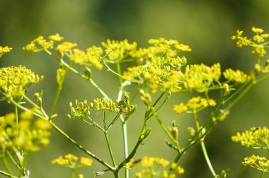 Sarı yaban havucu ön planda seçici bir odak noktasıyla çiçek açmış.