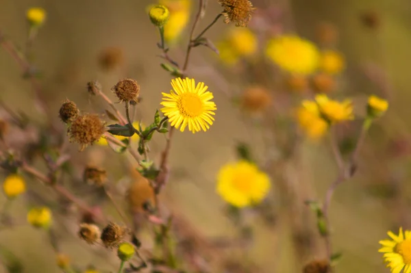Planda Seçici Bir Odak Noktası Olan Ilık Sarı Bitli Çiçeklere — Stok fotoğraf