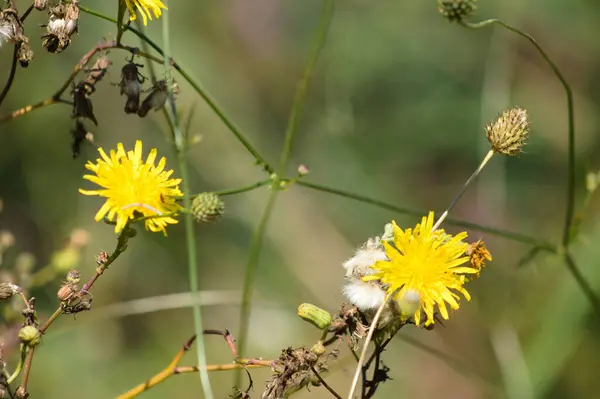 前景に焦点を当てた選択的な開花における多年生の播種性のクローズアップ — ストック写真