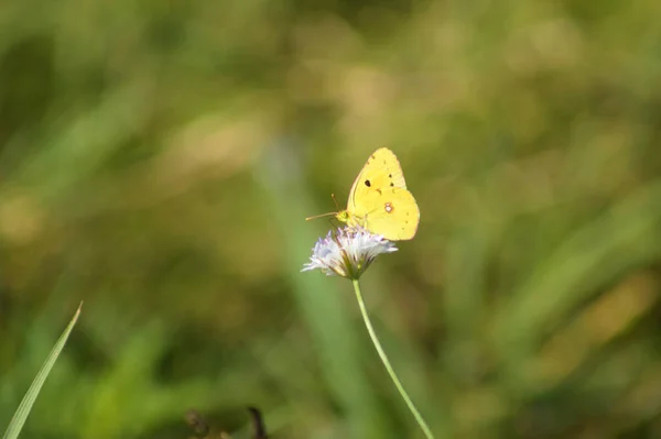 Szczelnie Zachmurzony Żółty Motyl Polu Scabious Kwiat Zielonym Nieostrym Tle — Zdjęcie stockowe