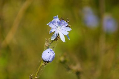 Arka planda yeşil bulanık bitkiler olan yaygın hindiba çiçeği ve tomurcuğuna yakın plan