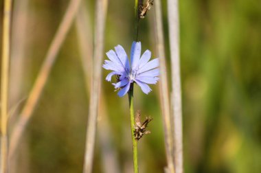 Önplanda seçici odaklı tek bir mavi hindiba çiçeğinin yakın plan görüntüsü