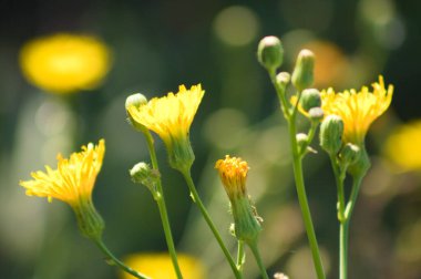 Sarı uzun ömürlü dişi devedikeni çiçeklerinin ön planda seçici bir odak noktası var.