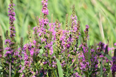 Mor gevşeklik çiçek açıcı yakın plan görünümde ve seçici ön plan odaklı