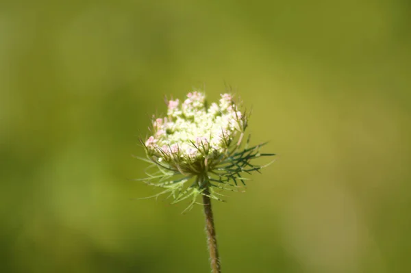 Primer Plano Brote Zanahoria Silvestre Con Fondo Borroso Verde — Foto de Stock