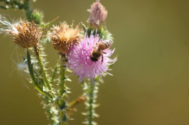 Arı tozlaşan, yeşil bulanık arka planlı, başsız devedikeni çiçeğine yakın plan