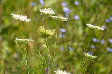 Arka planda bulanık hindiba çiçekleri olan yabani havuç çiçeklerine yakın plan