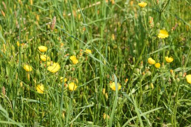Dikenli şahin sakalının ön planda seçici bir odak noktasıyla çiçek açtığı yakın plan.