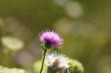 Yeşil bulanık arkaplan ile çiçek açmış dikensiz devedikeni yakın plan