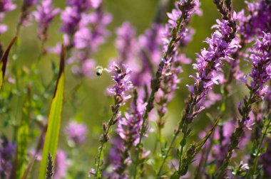 Mor gevşekliğin ön planda seçici bir odak noktasıyla çiçek açtığı yakın plan.