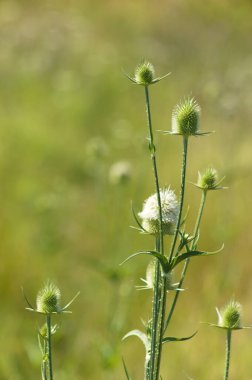 Arka planda bulanık yeşil bitkiler olan yeşil yaprak çaydanlığının yakın çekimi
