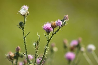 Yeşil bulanık arkaplan ile çiçek açmış dikensiz devedikeni yakın plan