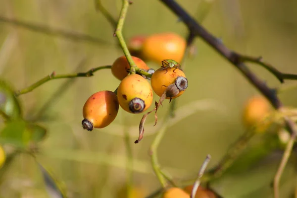 Primer Plano Fruta Rosa Perro Con Enfoque Selectivo Primer Plano — Foto de Stock