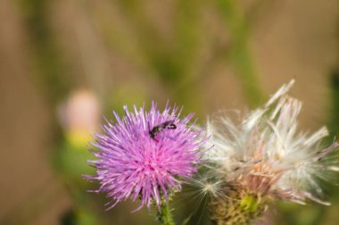 Arka planda bir arı ve bulanık bitkilerle
