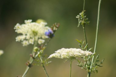 Arka planda diğer bulanık bitkilerle birlikte çiçek açmış yaban havucu yakın plan.