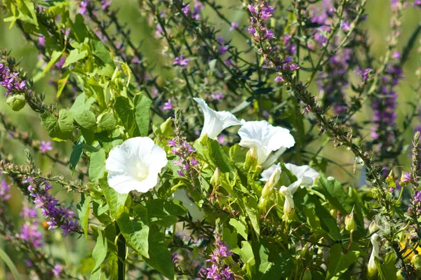 Gros Plan Asclépiade Haie Fleur Avec Salicaire Pourpre Floue Sur — Photo