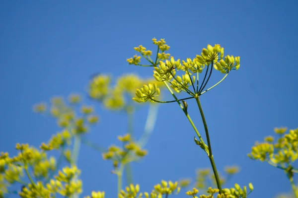 Κοντινό Πλάνο Από Κίτρινα Άνθη Παστινιού Μπλε Ουρανό Στο Παρασκήνιο — Φωτογραφία Αρχείου
