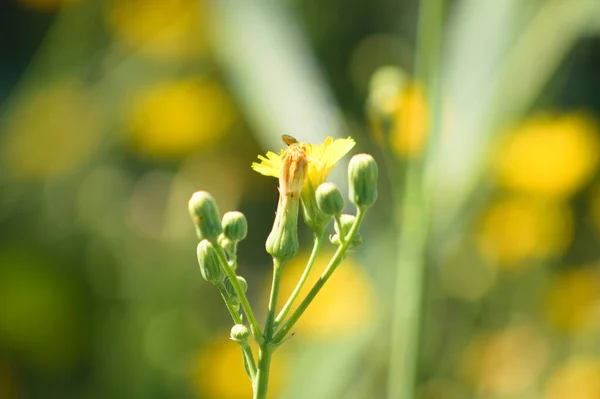 Κοντινό Πλάνο Του Ανατολίτικου Ψεύτικο Λουλούδι Hawksbeard Θολή Φυτά Στο — Φωτογραφία Αρχείου