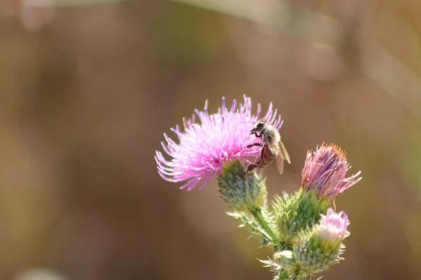 Nahaufnahme Einer Biene Die Stachelige Federlose Distelblume Mit Verschwommenem Hintergrund — Stockfoto