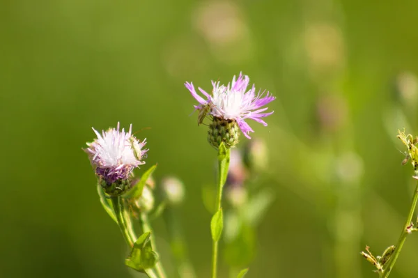 Primer Plano Ambrosía Marrón Flor Con Fondo Borroso Verde — Foto de Stock