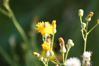 Uzun ömürlü dişi devedikeni çiçeklerinin ön planda seçici bir odak noktası vardır.
