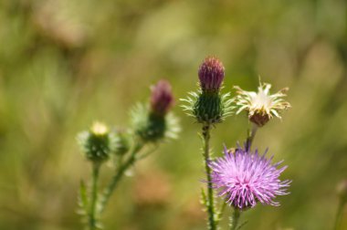 Arka planda bulanık bitkiler ile çiçek açmış dikensiz devedikeni yakın plan