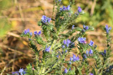 Viper 'ın hata ayıklayıcı çiçeklerinin ön planda seçici bir odak noktası olan yakın plan görüntüleri