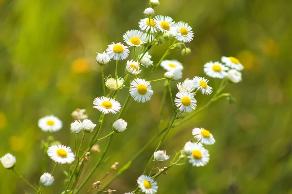 Canlı yeşil arkaplanı bulanık çayır bitlerine yakın plan