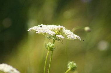 Arka planda yeşil bulanık bitkiler olan beyaz havuç çiçeğine yakın plan.