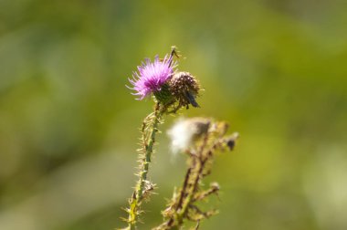 Yeşil bulanık arkaplanı olan dikensiz devedikeni çiçeğine yakın plan