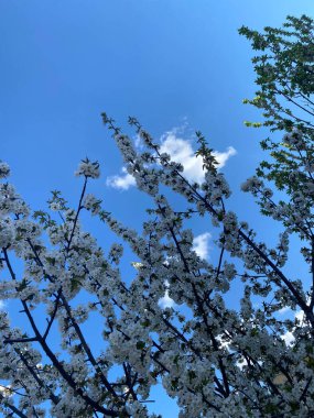 Ön planda seçici odak ve arka planda mavi gökyüzü olan tatlı kiraz çiçeklerine yakın plan