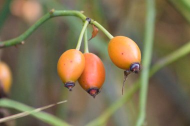 Gül kalçası. Kırmızı köpek gül meyvelerinin yakın plan yeşil bitki üzerinde seçici ön plan odaklı
