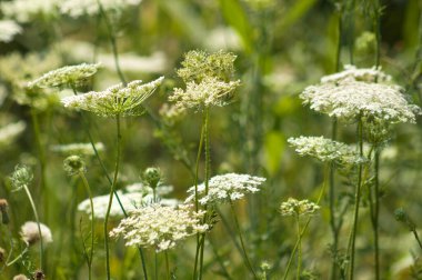 Ön planda seçici odaklı yaban havucu çiçeklerine yakın plan
